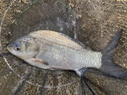 2026ǯ����1�����Υ��ʥå�ɽ��