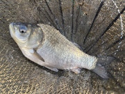 2026ǯ����1�����Υ��ʥå�ɽ��