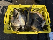 2026ǯ����1�����Υ��ʥå�ɽ��