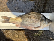 2026ǯ����1�����Υ��ʥå�ɽ��