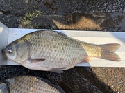 2026ǯ����1�����Υ��ʥå�ɽ��