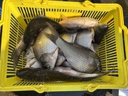 2026ǯ����1�����Υ��ʥå�ɽ��