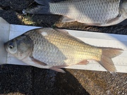 2026ǯ����1�����Υ��ʥå�ɽ��