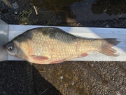 2026ǯ����1�����Υ��ʥå�ɽ��