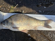 2026ǯ����1�����Υ��ʥå�ɽ��